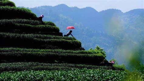 朱雀山門票多少錢，探討自然與人文的交匯點